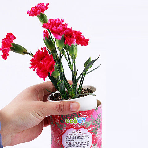 DIY Mini Zodíaco Flor de la suerte en maceta Oficina Decoración de plantas de escritorio 