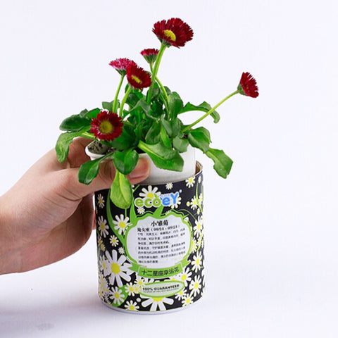 DIY Mini Zodíaco Flor de la suerte en maceta Oficina Decoración de plantas de escritorio 